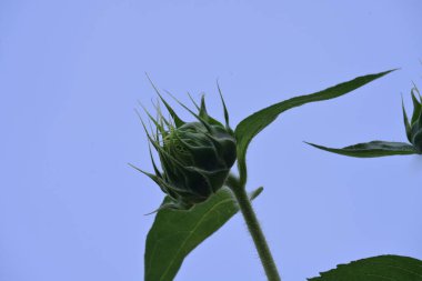 Mavi arkaplanda bir ayçiçeği tomurcuğunun kapağını kapat