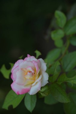 Güzel güneşli bir günde bahçede yükseldi..