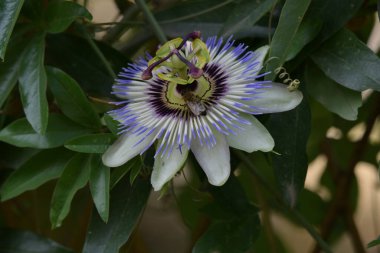 Güzel tutku çiçeğinin yakın görüntüsü, doğal konsept.