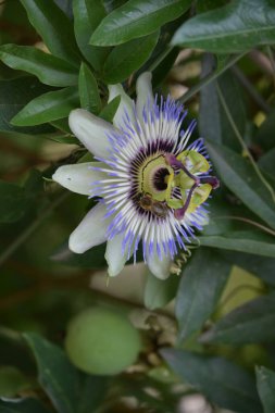 Güzel tutku çiçeğinin yakın görüntüsü, doğal konsept.