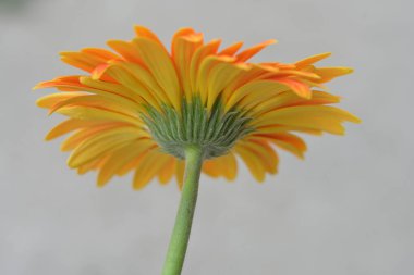 beautiful gerbera flower close up view, summer concept