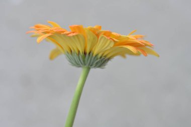 beautiful gerbera flower close up view, summer concept