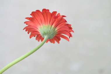 beautiful gerbera flower close up view, summer concept