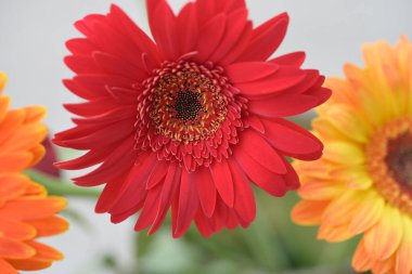 beautiful gerbera flower close up view, summer concept