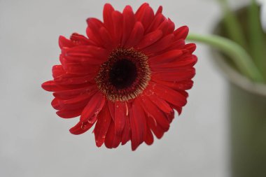 beautiful gerbera flower close up view, summer concept