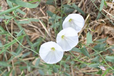 Bahçede büyüyen güzel çiçekler.