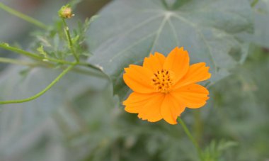 Bahçede büyüyen güzel çiçekler.