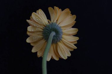 close up of beautiful gerbera flower on black background