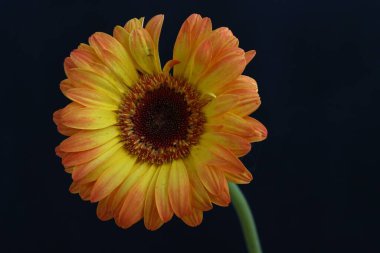 close up of beautiful gerbera flower on black background