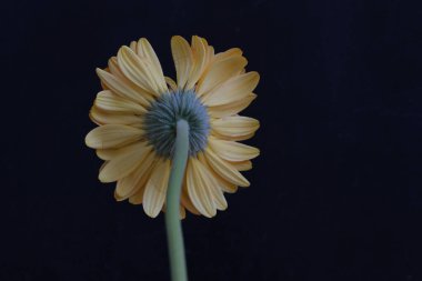 close up of beautiful gerbera flower on black background