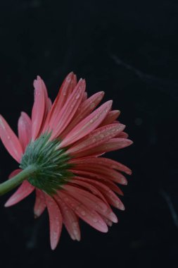 close up of beautiful gerbera flower on black background