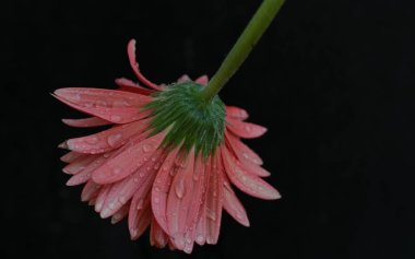 close up of beautiful gerbera flower on black background