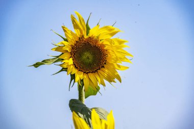 Yazın ayçiçeği tarlası 
