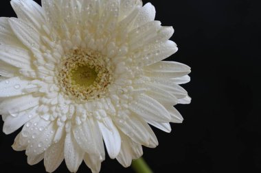 Gerbera çiçekleri, yaklaşın. 