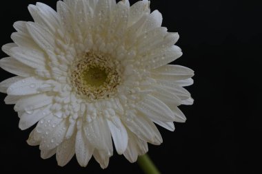 Gerbera çiçekleri, yaklaşın. 