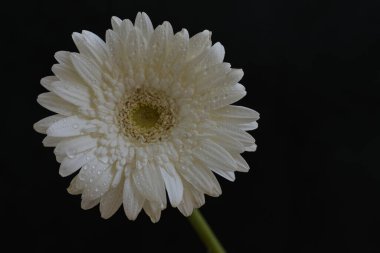 Gerbera çiçekleri, yaklaşın. 