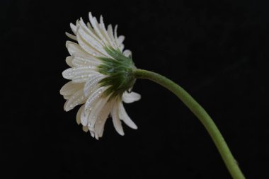 Koyu arkaplanda güzel Gerbera çiçeği