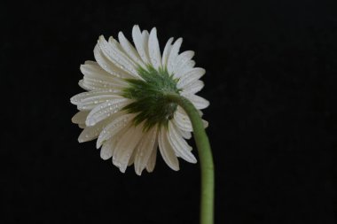 beautiful gerbera flower on dark background