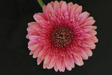 Koyu arkaplanda güzel Gerbera çiçeği