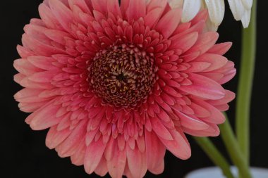 Koyu arkaplanda güzel Gerbera çiçeği