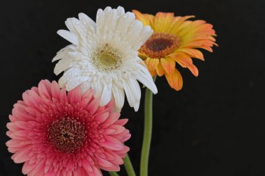 Koyu arkaplanda güzel çiçekler, yaz konsepti, yakın manzara 