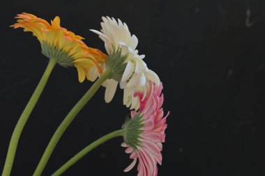Koyu arkaplanda güzel Gerbera çiçekleri
