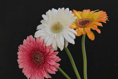 Koyu arkaplanda güzel Gerbera çiçekleri