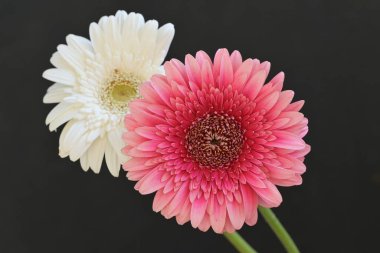 Gri arka planda pembe gerbera çiçekleri