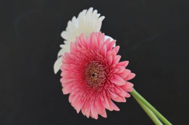 Gri arka planda pembe gerbera çiçekleri