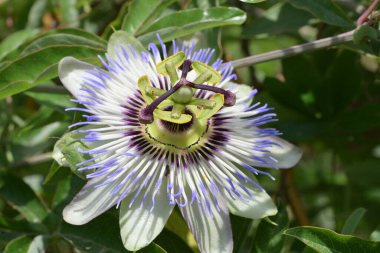 Güzel tutku çiçeğinin yakın görüntüsü