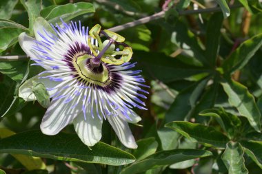 Güzel tutku çiçeğinin yakın görüntüsü