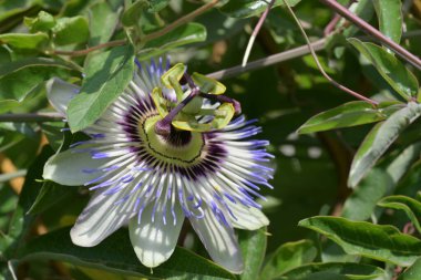 Güzel tutku çiçeğinin yakın görüntüsü