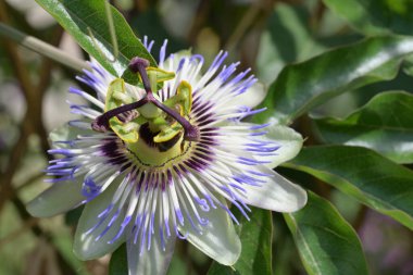 Güzel tutku çiçeğinin yakın görüntüsü