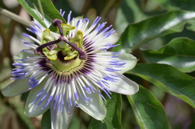 Güzel tutku çiçeğinin yakın görüntüsü