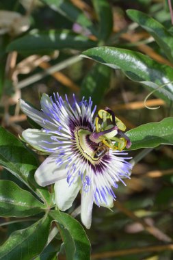 Güzel tutku çiçeğinin yakın görüntüsü