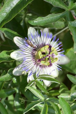 Güzel tutku çiçeğinin yakın görüntüsü