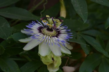 Güzel tutku çiçeğinin yakın görüntüsü