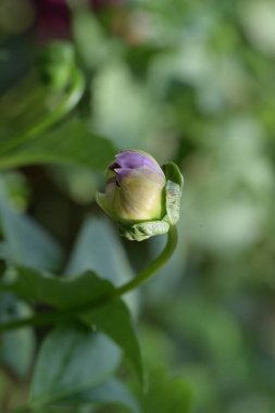 Bahçede büyüyen güzel çiçekler.
