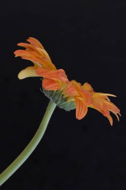 Siyah arkaplanda turuncu gerbera çiçeğini kapat