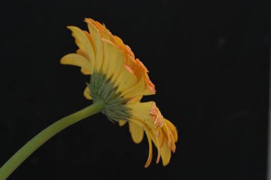 Siyah arkaplanda turuncu gerbera çiçeğini kapat