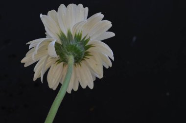 Siyah arkaplanda beyaz gerbera çiçeği