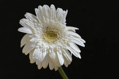 Siyah arkaplanda beyaz gerbera çiçeği