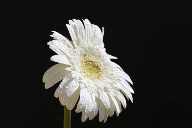 Siyah arkaplanda beyaz gerbera çiçeği