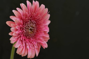 Koyu arkaplanda pembe Gerbera çiçeğini kapat.