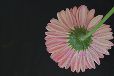 Koyu arkaplanda pembe Gerbera çiçeğini kapat.