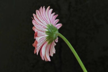 Koyu arkaplanda pembe Gerbera çiçeğini kapat.