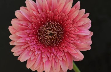 Koyu arkaplanda pembe Gerbera çiçeğini kapat.