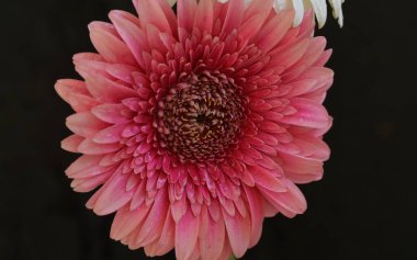 Koyu arkaplanda pembe Gerbera çiçeğini kapat.