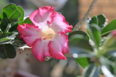 Bahçedeki pembe çiçekleri kapat.