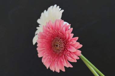 Güzel beyaz ve pembe Gerbera çiçekleri  